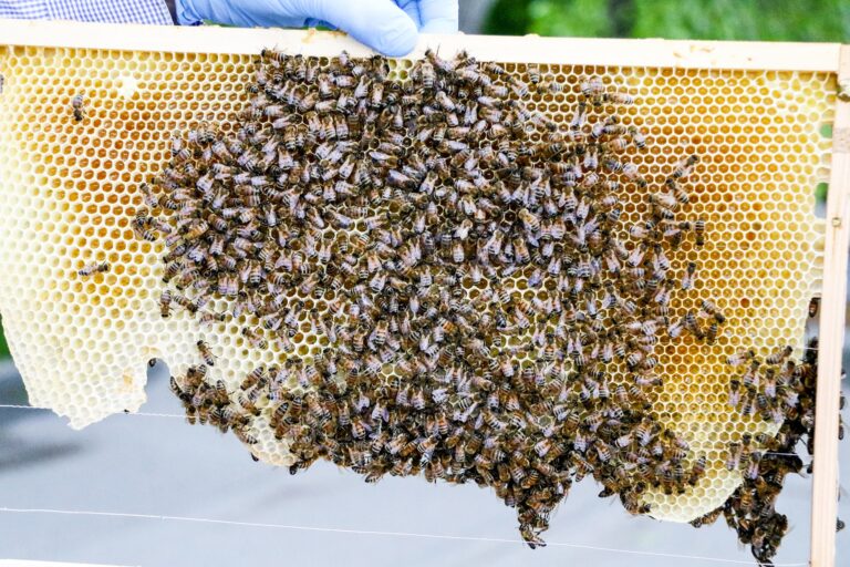 Sechseckige Zellen mit faszinierender Präzision